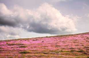 Hills of wildflowers-0659